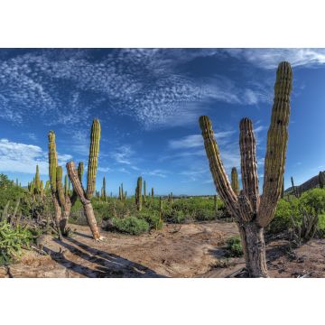 Lais Puzzle - Baja California Sur Riesenkaktus in der Wüste, Mexiko - 100, 200, 500 & 1.000 Teile
