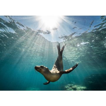 Lais Puzzle - Schöne Aufnahme eines kalifornischen Seelöwen Robbe genießt die Strahlen der Sonne in Baja California, Mexiko - 100, 200, 500 & 1.000 Teile