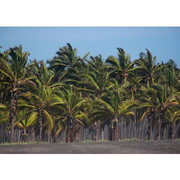 Lais Puzzle - Kokosnuss-Farm Palmen am Strand, Mexiko - 100, 200, 500 & 1.000 Teile