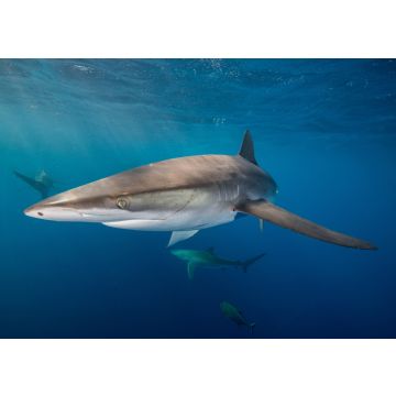 Lais Puzzle - Unterwasseransicht des Seidenhais (carcharhinus falciformis) San Benedicto, Revillagigedo, Colima, Mexiko - 100, 200, 500 & 1.000 Teile