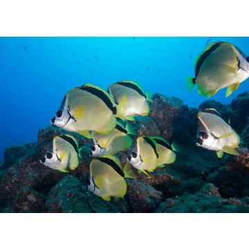 Lais Puzzle - Unterwasser-Seitenansicht des Schwarznasen-Barbierfisches (Johnrandallia nigrirostris) San Benedicto, Revillagigedo, Colima, Mexiko - 100, 200, 500 & 1.000 Teile