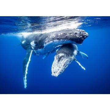 Lais Puzzle - Buckelwal mit Kalb schwimmt unter Wasser - 100, 200, 500 & 1.000 Teile