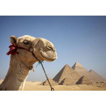 Lais Puzzle - Porträt eines Kamels vor den Pyramiden von Gizeh, Ägypten - 100, 200, 500 & 1.000 Teile