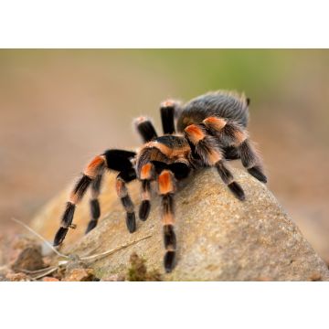 Lais Puzzle - Brachypelma auratum (auch Mexikanisches Flammenknie genannt) ist eine Vogelspinne, die in den Regionen Guerrero und Michoacán in Mexiko endemisch ist - 100, 200, 500 & 1.000 Teile