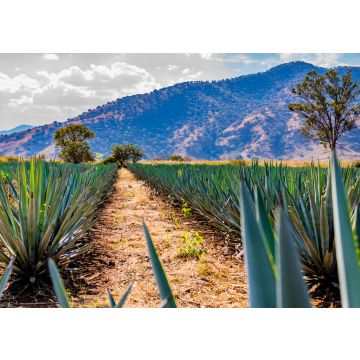 Lais Puzzle - Pfad zwischen zwei geraden Linien von blauen Agaven in einer Tequila-Plantage mit einem Hügel und Bäumen im Hintergrund an einem wunderschönen und sonnigen Tag in Tequila Jalisco Mexiko - 100, 200, 500 & 1.000 Teile