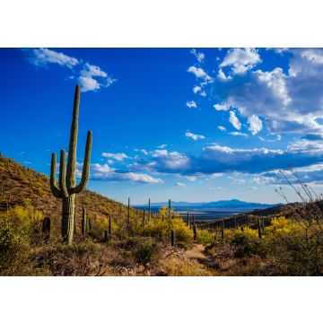 Lais Puzzle - Saguaro-Ansicht, Mexiko - 100, 200, 500 & 1.000 Teile