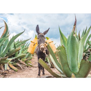 Lais Puzzle - Schöner Esel bei den Maguey-Feldern in Tlaxcala, Mexiko - 100, 200, 500 & 1.000 Teile