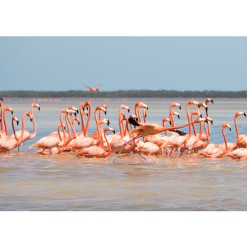 Lais Puzzle - Flamingos, Vögel, Celestun, Wasser, Yucatan, Mexiko - 100, 200, 500 & 1.000 Teile