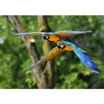 Lais Puzzle - Guacamayo, Brasilien - 100, 200, 500 & 1.000 Teile