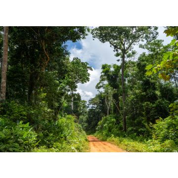 Lais Puzzle - Chico-Mendes-Reservat in Xapuri, Acre, Brasilien - 100, 200, 500 & 1.000 Teile