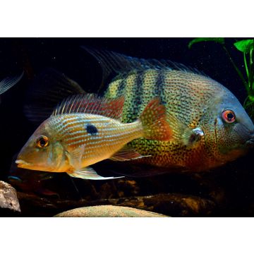 Lais Puzzle - Geophagus sp Gurupi - 100, 200, 500 & 1.000 Teile