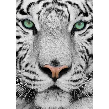 Lais Puzzle - Weißer Tiger - 100, 200, 500 & 1.000 Teile