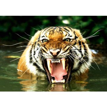 Lais Puzzle - Bengalischer Tiger - 100, 200, 500 & 1.000 Teile