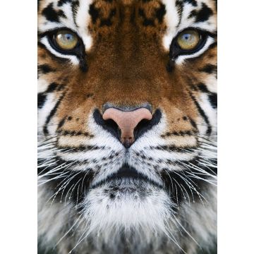 Lais Puzzle - Tiger - 100, 200, 500 & 1.000 Teile