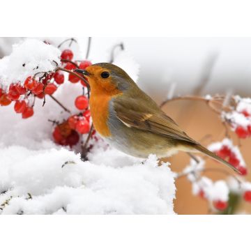 Lais Puzzle - Rotkehlchen im Schnee - 100, 200, 500 & 1.000 Teile