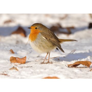 Lais Puzzle - Rotkehlchen im Schnee - 100, 200, 500 & 1.000 Teile