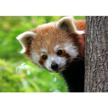 Lais Puzzle - Roter Panda - 100, 200, 500 & 1.000 Teile