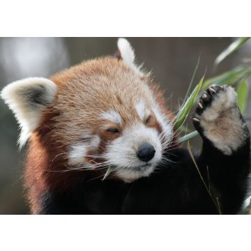 Lais Puzzle - Roter Panda - 100, 200, 500 & 1.000 Teile