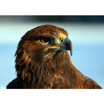 Lais Puzzle - Adler / Steinadler - 100, 200, 500 & 1.000 Teile