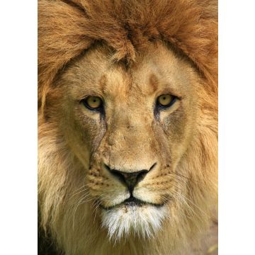 Lais Puzzle - Löwe - 100, 200, 500 & 1.000 Teile