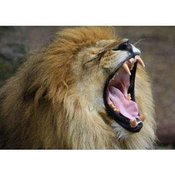 Lais Puzzle - Löwe - 100, 200, 500 & 1.000 Teile