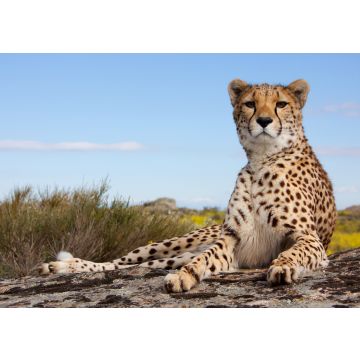 Lais Puzzle - Gepard - 100, 200, 500 & 1.000 Teile