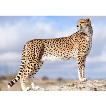 Lais Puzzle - Gepard - 100, 200, 500 & 1.000 Teile