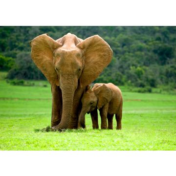 Lais Puzzle - Elefantenmutter mit Jungtier - 100, 200, 500 & 1.000 Teile