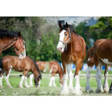 Lais Puzzle - Clydesdale Horse - 100, 200, 500 & 1.000 Teile