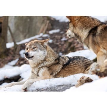Lais Puzzle - 2 Wölfe im Schnee - 100, 200, 500 & 1.000 Teile