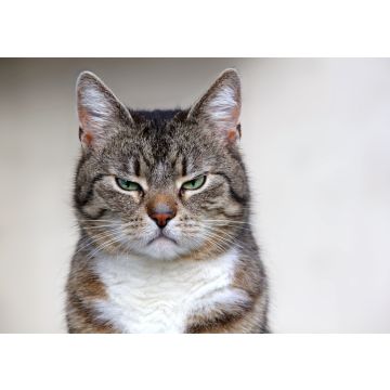 Lais Puzzle - Katze - 100, 200, 500 & 1.000 Teile