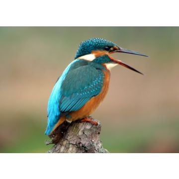 Lais Puzzle - Kingfisher Eisvogel - 100, 200, 500 & 1.000 Teile