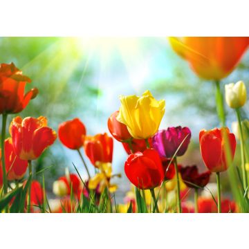Lais Puzzle - Tulpen - 100, 200, 500 & 1.000 Teile