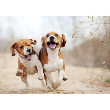 Lais Puzzle - Beagle - 100, 200, 500 & 1.000 Teile