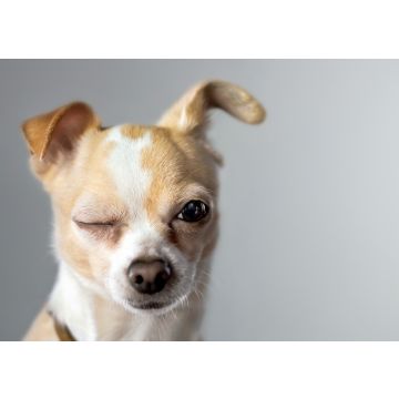 Lais Puzzle - Chihuahua - 100, 200, 500 & 1.000 Teile
