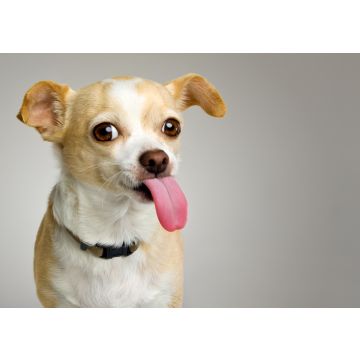 Lais Puzzle - Chihuahua - 100, 200, 500 & 1.000 Teile