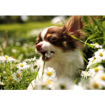 Lais Puzzle - Chihuahua - 100, 200, 500 & 1.000 Teile