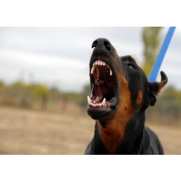 Lais Puzzle - Dobermann - 100, 200, 500 & 1.000 Teile