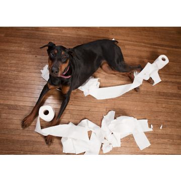 Lais Puzzle - Dobermann - 100, 200, 500 & 1.000 Teile
