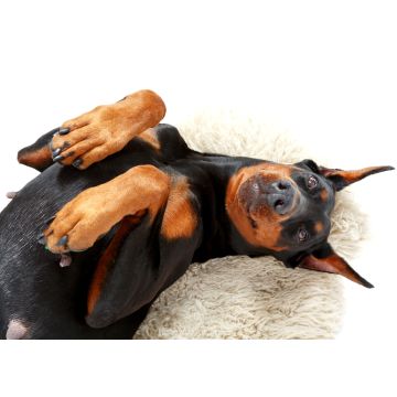 Lais Puzzle - Dobermann - 100, 200, 500 & 1.000 Teile
