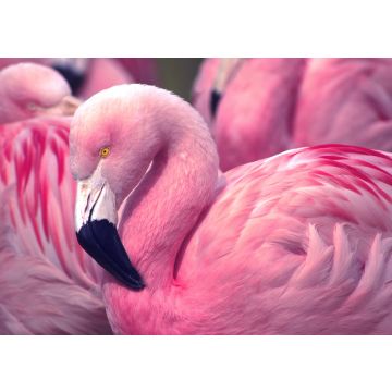 Lais Puzzle - Flamingo - 100, 200, 500 & 1.000 Teile