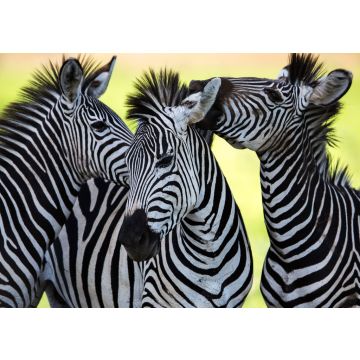 Lais Puzzle - Zebras - 100, 200, 500 & 1.000 Teile
