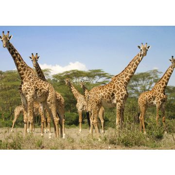 Lais Puzzle - Giraffen - 100, 200, 500 & 1.000 Teile