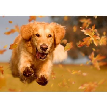 Lais Puzzle - Golden Retriever - 100, 200, 500 & 1.000 Teile