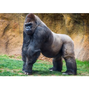 Lais Puzzle - Gorilla - 100, 200, 500 & 1.000 Teile