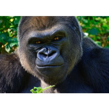 Lais Puzzle - Gorilla - 100, 200, 500 & 1.000 Teile