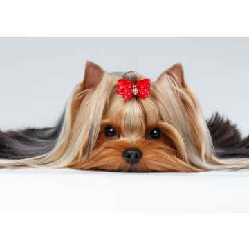 Lais Puzzle - Yorkshire Terrier - 100, 200, 500 & 1.000 Teile