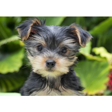Lais Puzzle - Yorkshire Terrier - 100, 200, 500 & 1.000 Teile