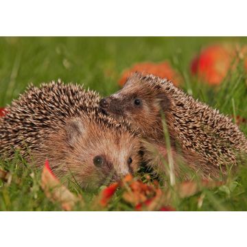Lais Puzzle - Igel - 100, 200, 500 & 1.000 Teile