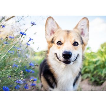 Lais Puzzle - Welsh Corgi - 100, 200, 500 & 1.000 Teile